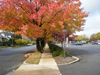 Fall Tree on Street